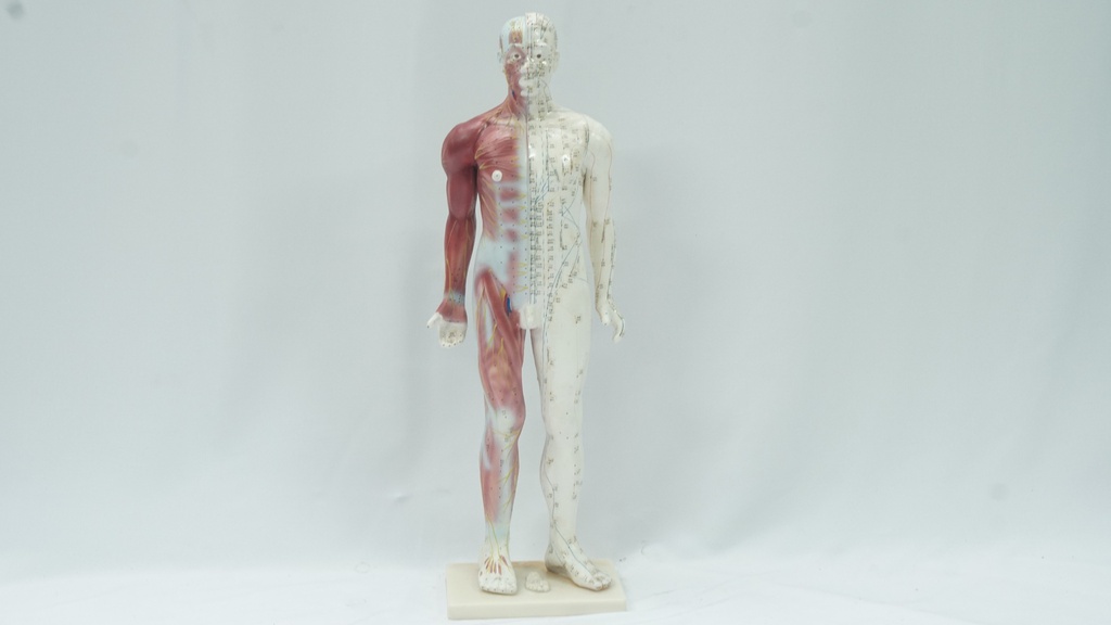 Human Figure Model