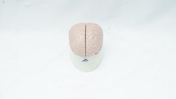 [MLHB1] Human Brain